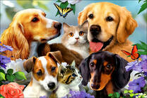 Четыре собаки и одна кошка среди цветов