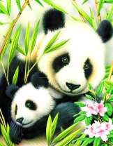 Детёныш панды с мамой в бамбуковых зарослях