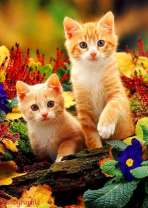 Рыжие котята на полянке с лесными цветами