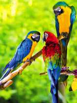 Три ярких ара на деревьях