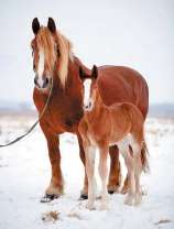 Сильная лошадь и жеребёнок на снегу