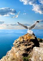 Полет чаек над скалой у моря