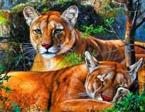 Молодые пумы