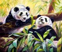 Две панды в солнечном лесу