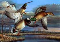 Полет уток над рекой