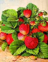 Пышный куст клубники