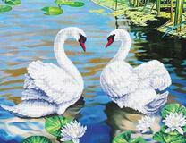 Два белых лебедя на озере с лотосами