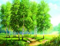 Березовая роща в лучах солнца