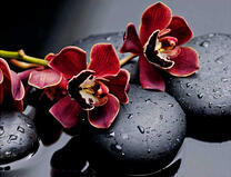 Алый цветок орхидеи на камнях