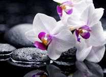 Гладкие камушки и цветы фаленопсиса