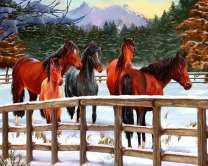 Лошади в уличном загоне