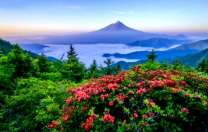 Зелёный лес и горная вершина вдали