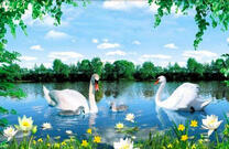 Цветение лотосов на лебедином озере