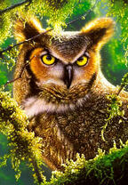 Суровый филин в ветвях дерева