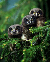 Три совы на зелёной ветке дерева