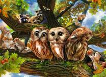 Совята, еноты и белочки на одном дереве