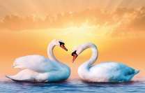 Пара лебедей на фоне восходящего солнца