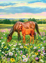 Лошадь и жеребёнок пасутся на цветущем лугу