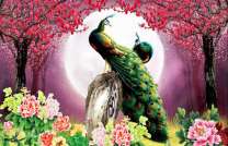 Два павлина под цветущей сакурой и розами