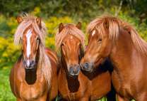 Три похожих лошади в летнем лесу