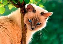 Голубоглазая кошечка у дерева