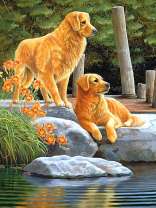 Пара лабрадоров на берегу озерца