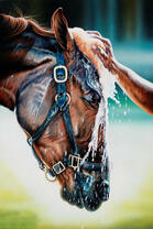 Хорошенький пони моется