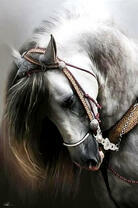 Светло-серый конь