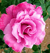 Королевская розовая роза