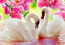 Пара белых лебедей под цветами магнолии