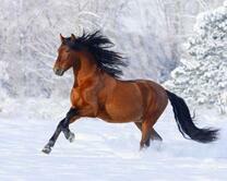 Благородный конь с чёрной гривой на зимнем лугу