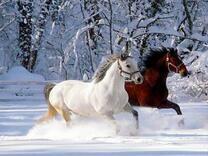 Зимняя прогулка пары взрослых лошадей