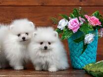 Милые шпицы и корзинка с розами