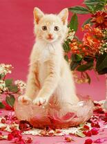 Красивый котёнок в лепестках роз