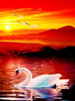 Лебедь на озере при заходе солнца
