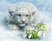 Снежный барс и нежные подснежники