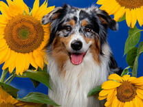 Радостный колли в цветах подсолнуха