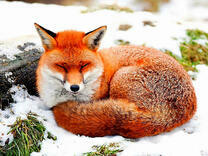 Большая лиса на тающем снегу