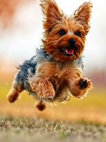 Весёлый щенок йоркширского терьера