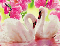 Цветы роз над лебединым озером