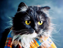 Пушистый кот в клетчатом шарфике