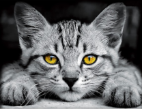 Желтоглазый серый котёнок