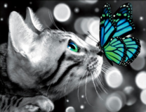 Серый котёнок и яркая бабочка
