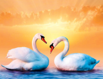 Два лебедя на фоне солнца