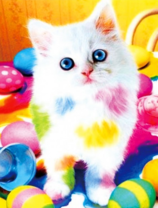 Белый котёнок в ярких красках