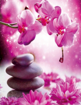 Красивые орхидеи и герберы