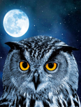 Сова под полной луной