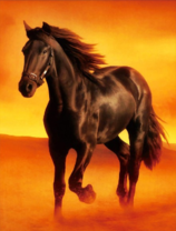 Чёрный скакун в желтой пустыне