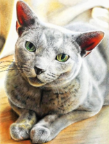 Короткошерстый кот с зелёными глазами