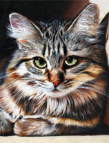 Милая пушистая серая кошечка